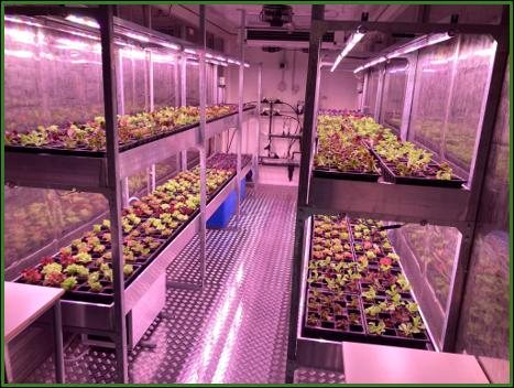 Inside the container greenhouse
