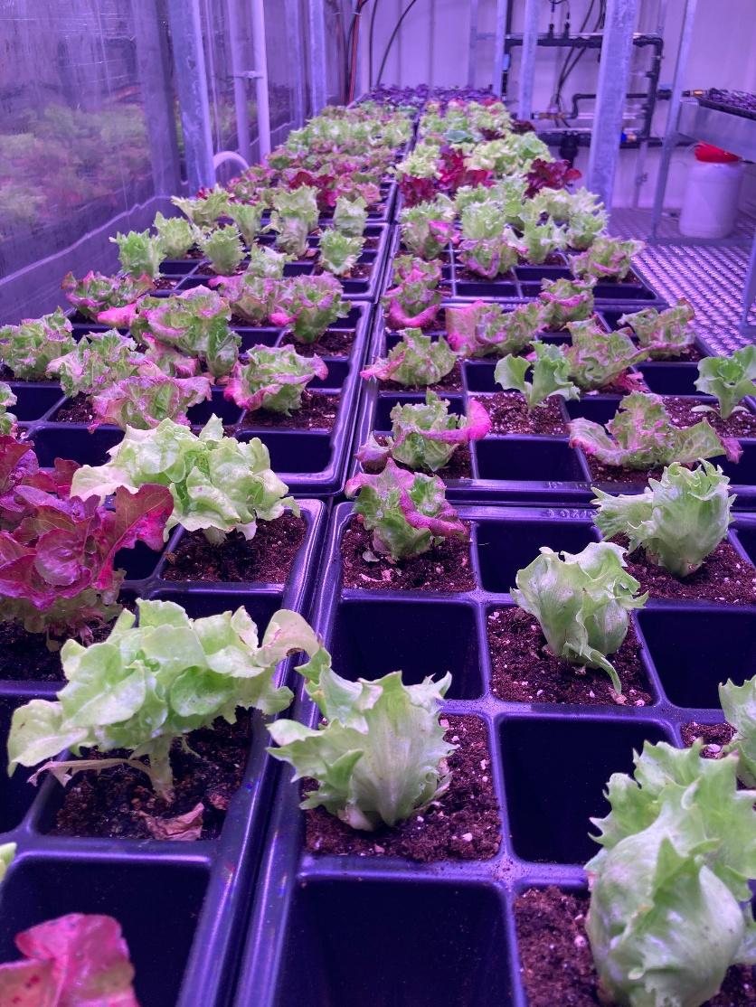 Lettuce trays